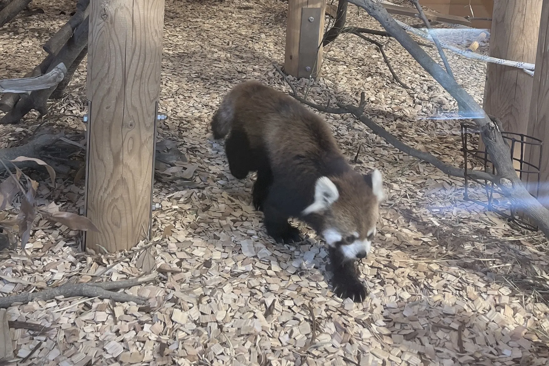 歩くレッサーパンダ