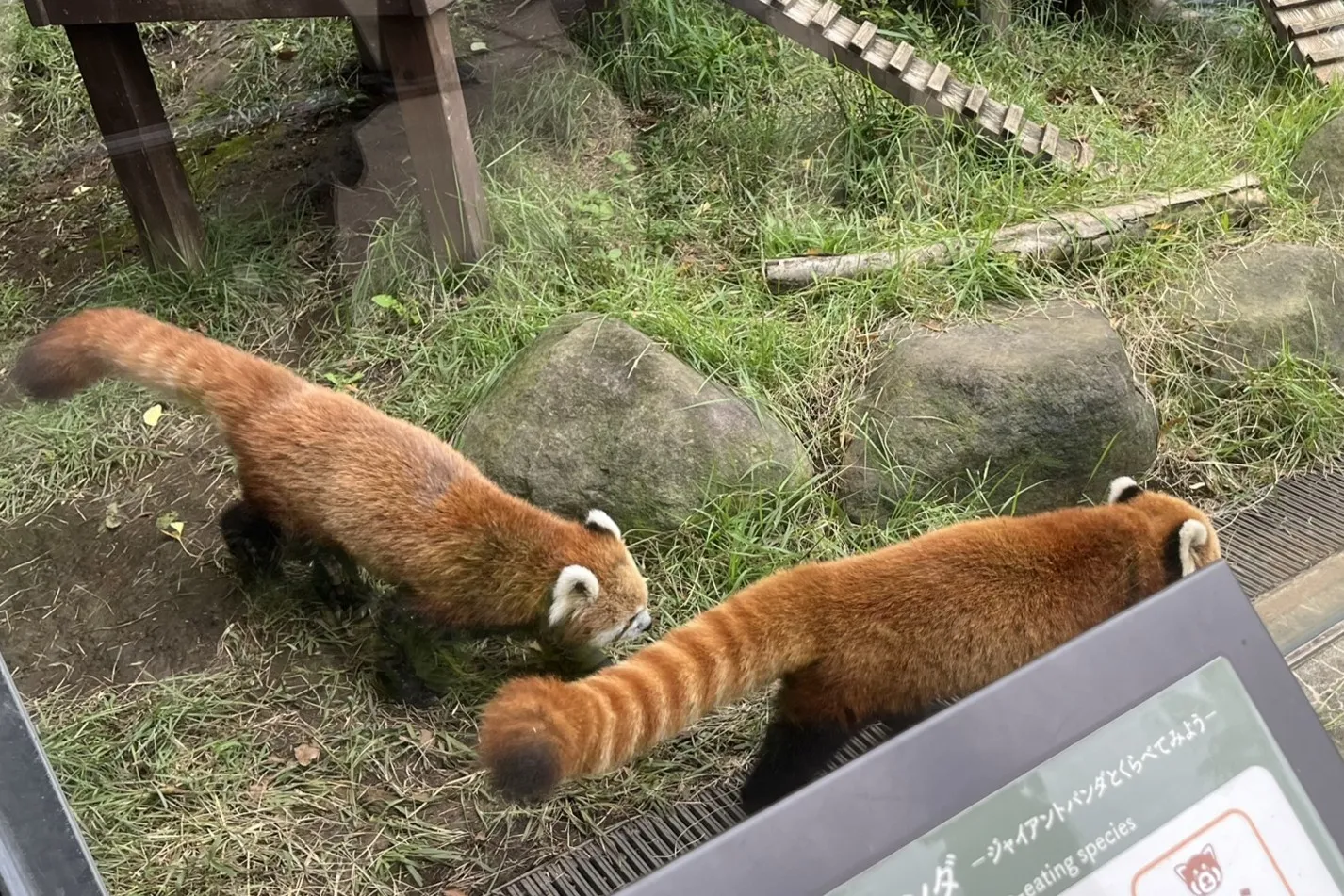 並んで歩く二匹のレッサーパンダ